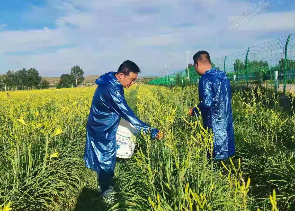 天鎮縣：小黃花成就大產業