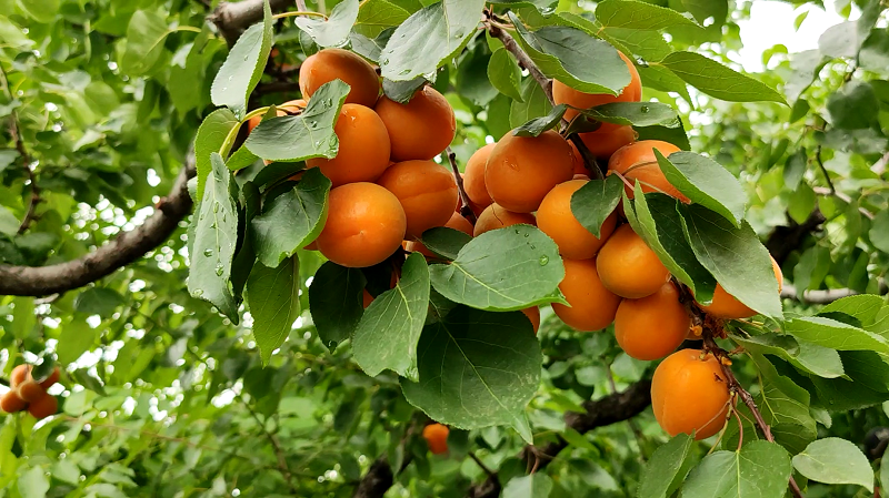 山西太原:杏子壓枝黃半熟