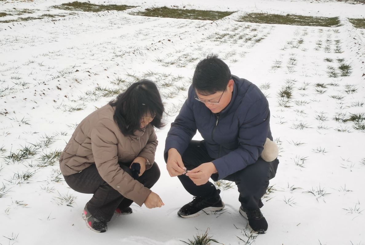 山西省小麥體系副首席研究員黨建友在臨汾市堯都區調查雨雪天水地小麥田苗情。受訪者供圖