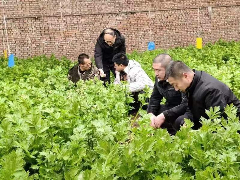 山西省農業農村廳派出的農業技術人員在蔬菜大棚查看蔬菜生長情況。山西省農業農村廳供圖