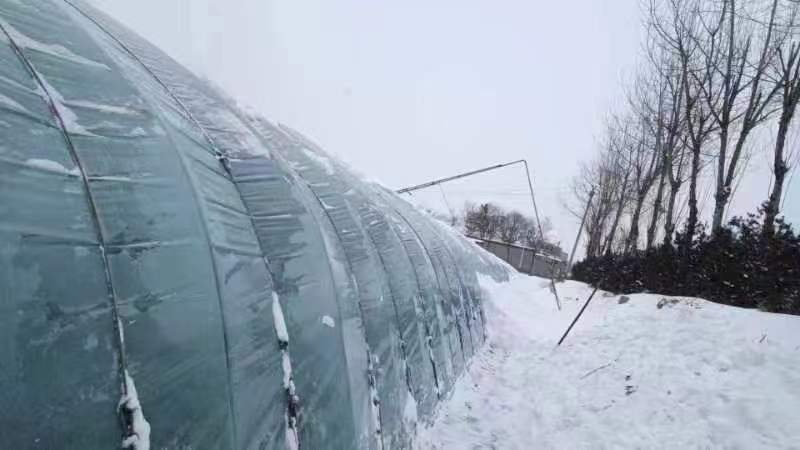 太原市小店區及時提醒蔬菜種植戶清理棚頂積雪。太原市小店區委宣傳部供圖
