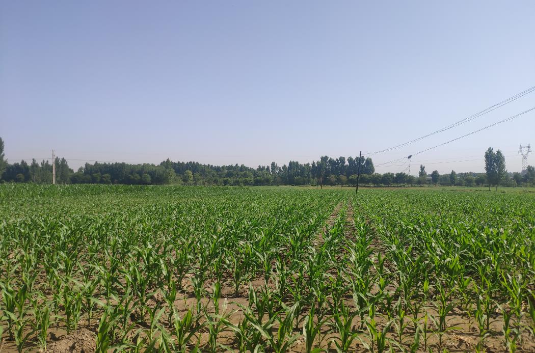 辛村鎮石南村富硒農產品種植示范基地驚蟄之后，萬物復蘇。連片的麥地郁郁蔥蔥，長勢喜人。