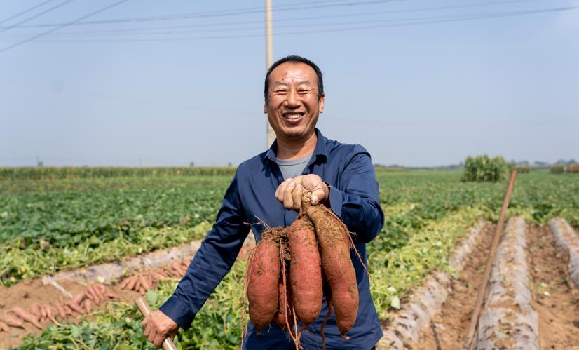 淹底鄉楊岳村紅薯喜獲豐收立足特色紅薯產業，淹底鄉主動打響“特優”牌，念好“產業”經。