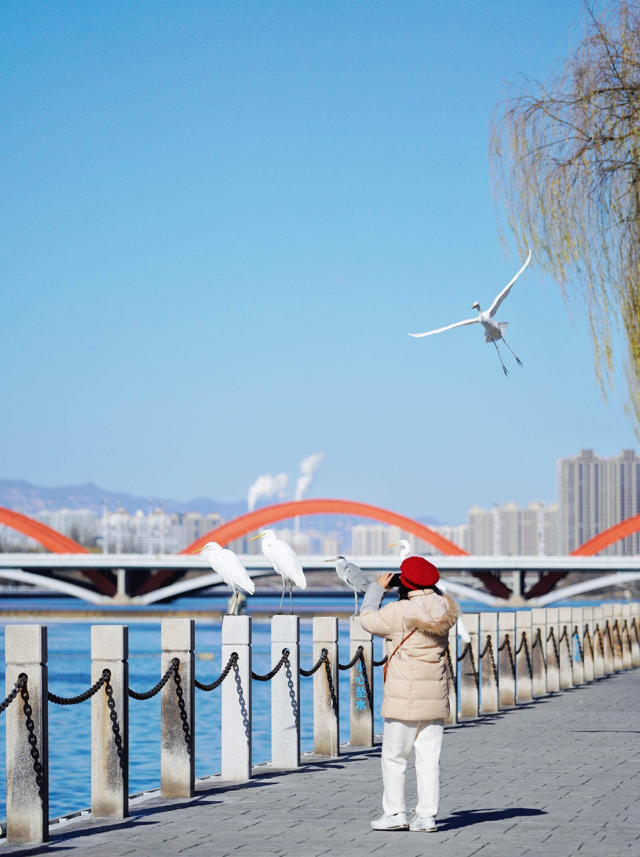 2023年冬，太原汾河巨龍碼頭，市民在拍攝白鷺。石晶 攝