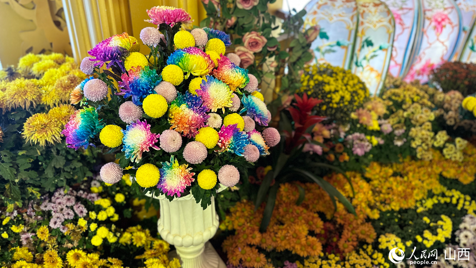 七彩炫菊。人民網記者 董童攝