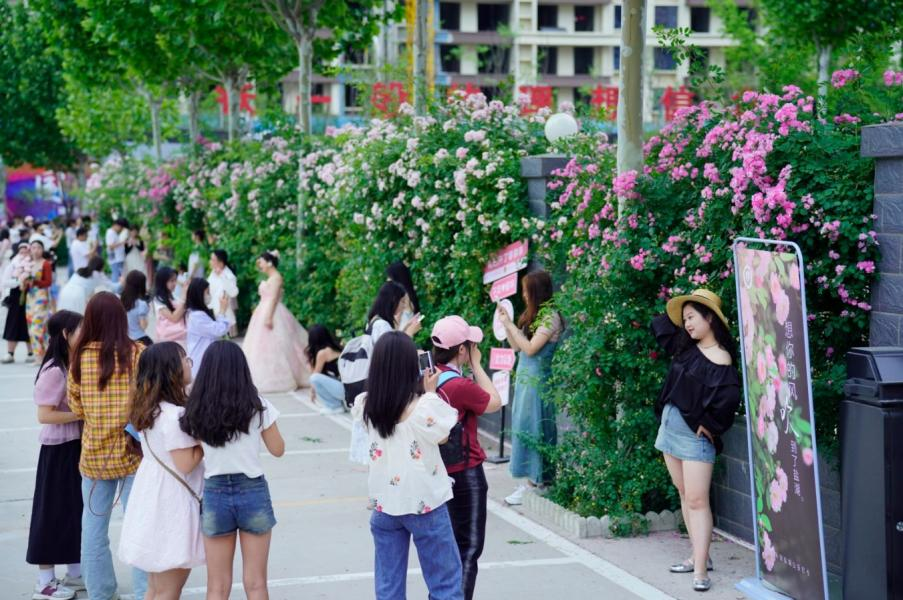 隨著城市環境的改善，鹽湖公安分局門前的薔薇花墻成了“網紅”打卡地。閆鑫攝