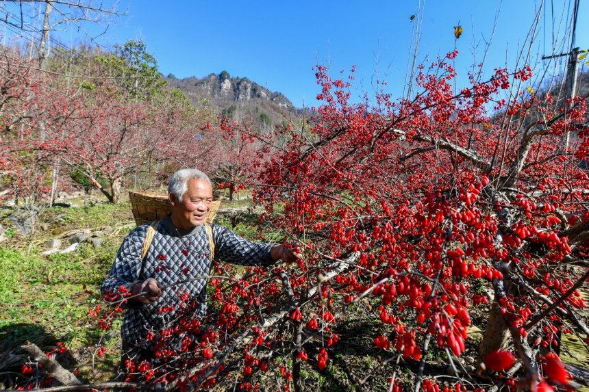 村民采摘山茱萸（資料圖）。陳飛攝