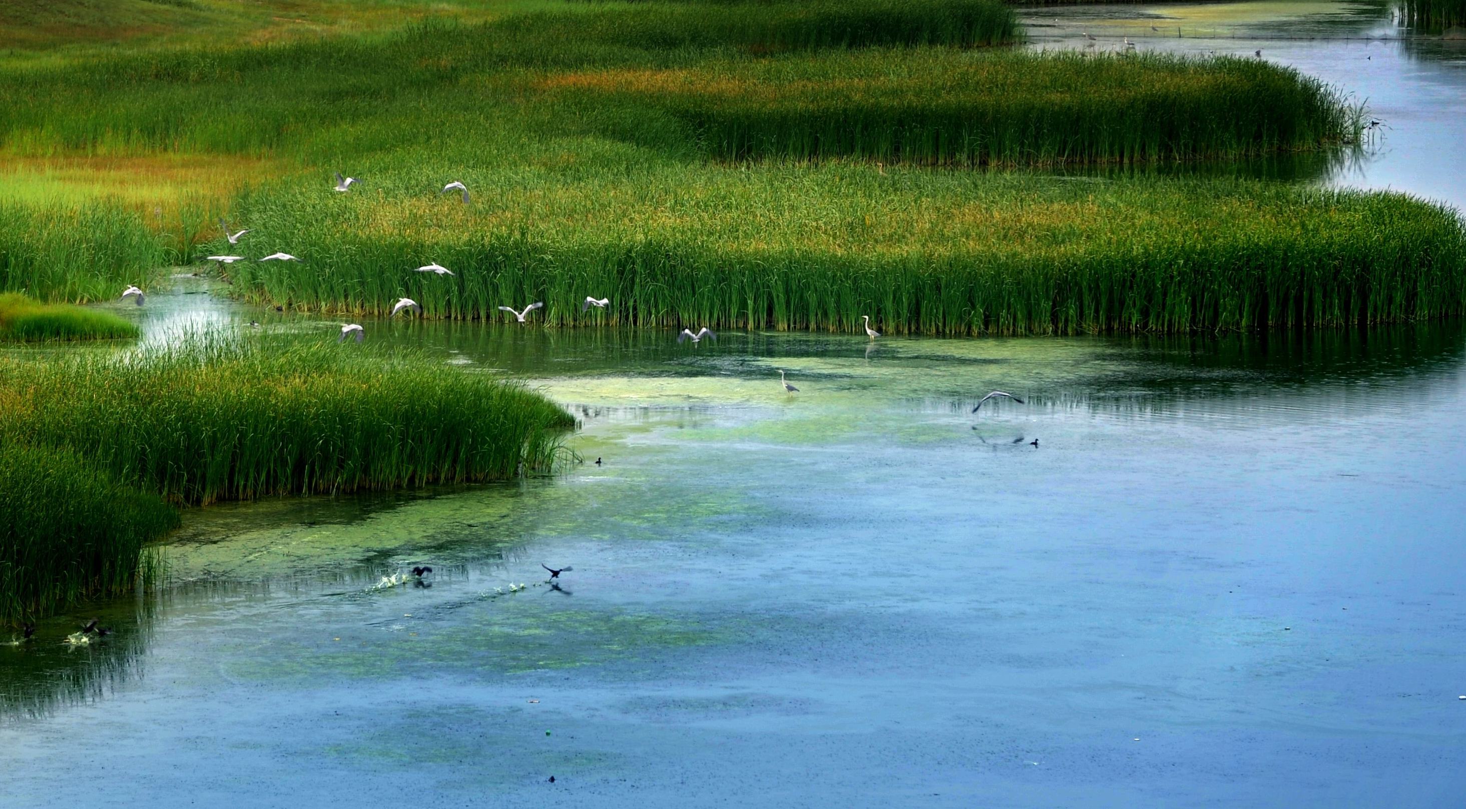 鵝毛河水系