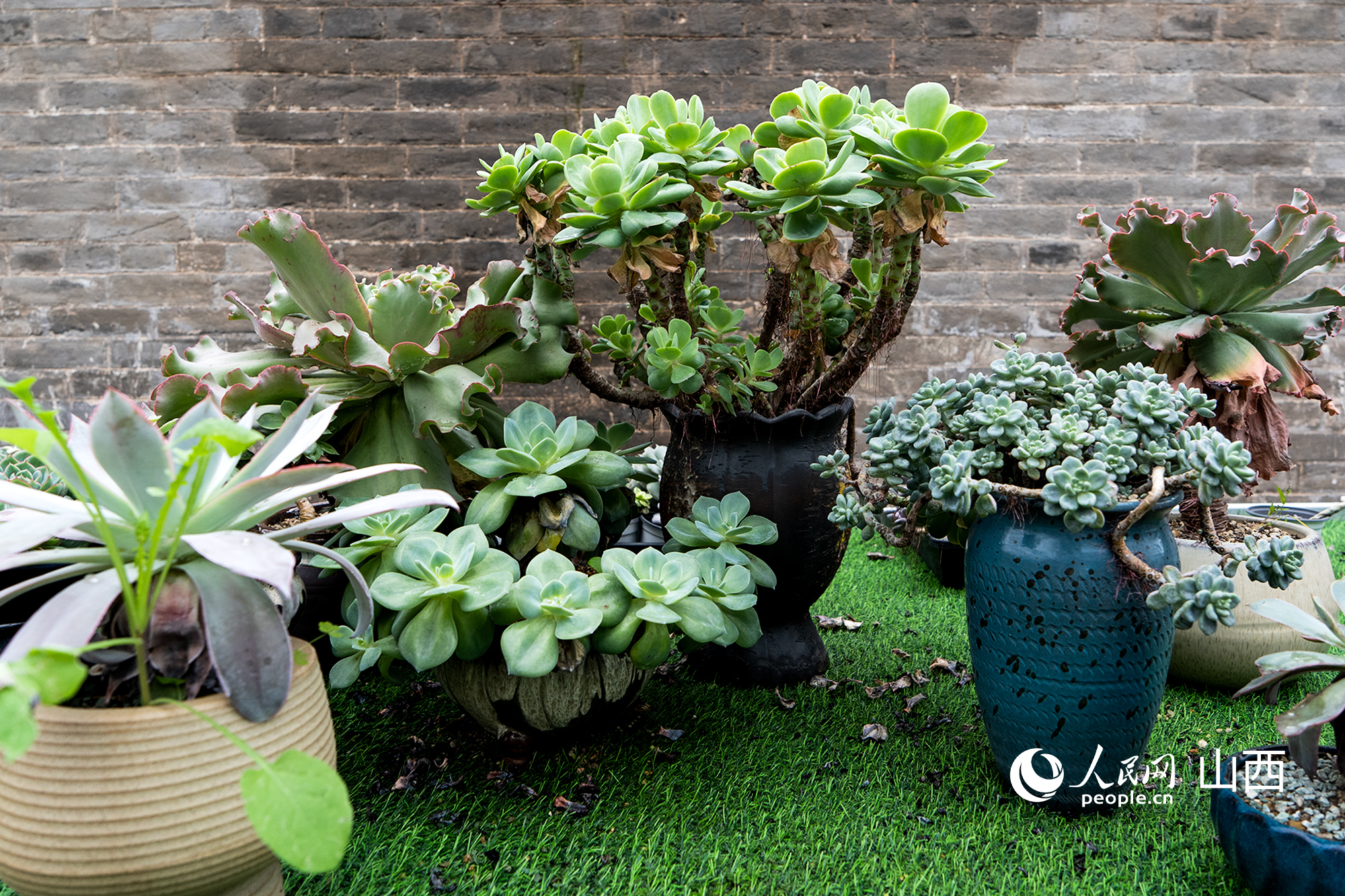 晉城市澤州縣保福村多肉坊培育的多肉盆景。人民網記者 焦搏文攝